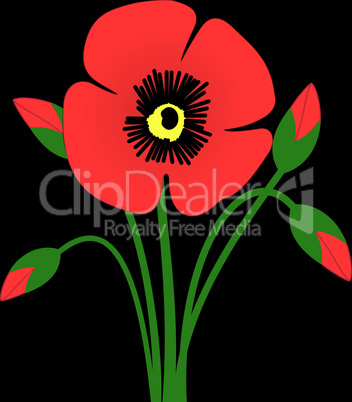 Poppy flower with buds