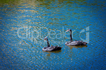 Black swans swimming