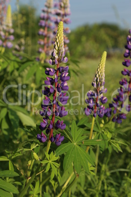 Lupine