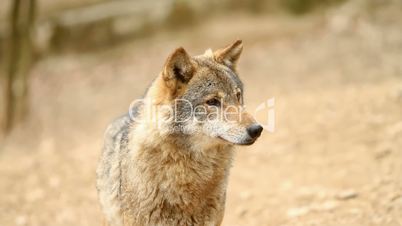 Wolf looking at something