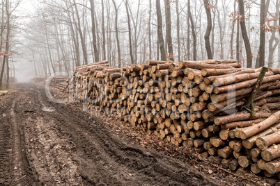 Big pile of wood