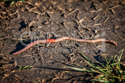 Earthworm - Lumbricus terrestris