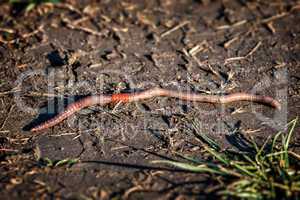 Earthworm - Lumbricus terrestris