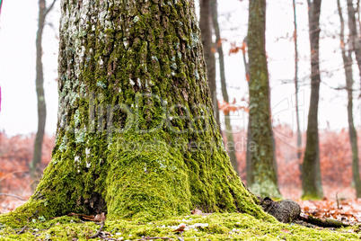 Oak trunk