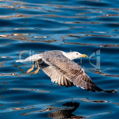 Young seagull