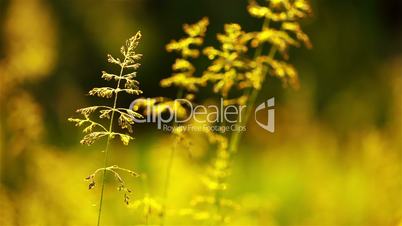 Background with Prairie Grass