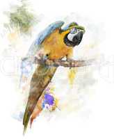 Watercolor Image Of Parrot