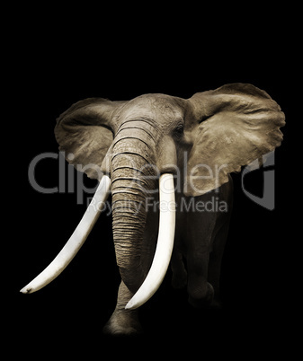 African Elephant