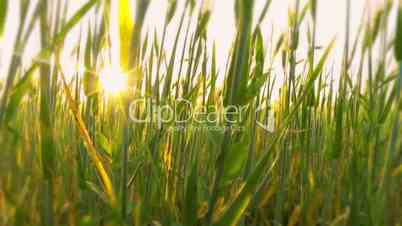 Young Wheat Close-Up at Dawn