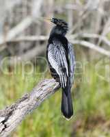 Anhinga (Anhinga anhinga) Perching