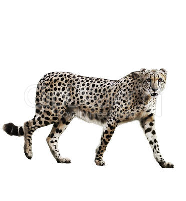 Watercolor Image Of Cheetah