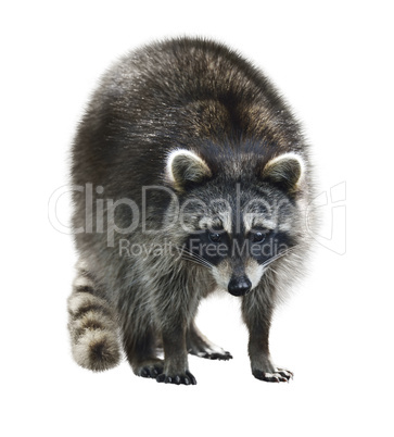 Raccoon