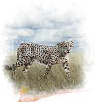 Watercolor Image Of Cheetah