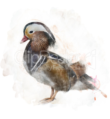 Watercolor Image Of A Mandarin Duck