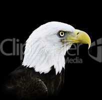 Portrait Of Bald Eagle