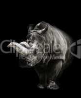 Rhinoceros On Black Background