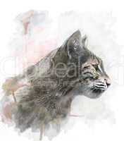 Watercolor Image Of  Bobcat