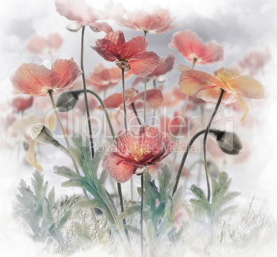 Red Poppy Flowers