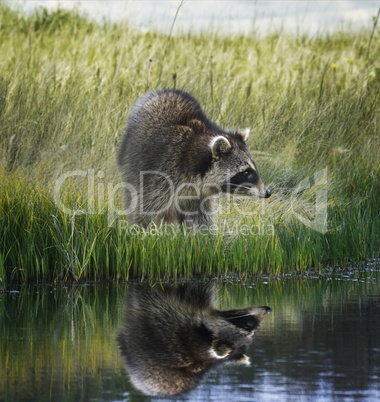 Raccoon  On Grassy Bank
