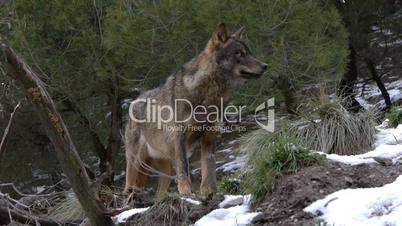 Iberian wolf in the forest