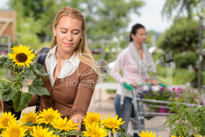 Woman choosing potted sunflower in garden center