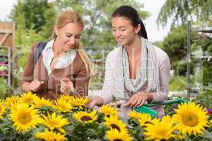 Two woman choose sunflowers in garden center