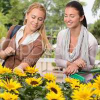 Two woman shopping for sunflowers garden center