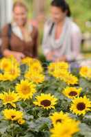 Sunflower flowerbeds two woman shop in background
