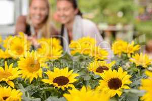 Sunflower flowerbeds in focus two woman smiling