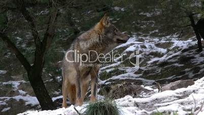 Iberian Wolf in snowy forest