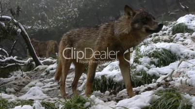 Iberian wolf in the snow