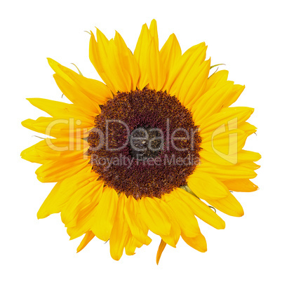 Beautiful Yellow Sunflower