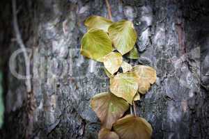 Ivy leaves on tree trunk