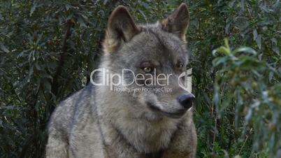 Iberian wolf closeup