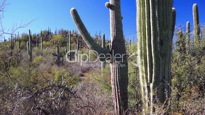 Saguaro Cactus Forest Against Blue Sky