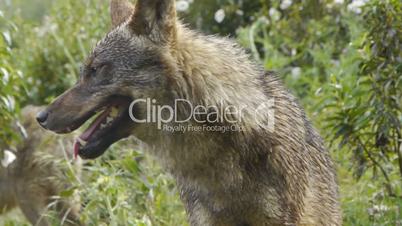 Iberian wolf with flowers behind