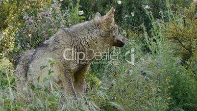 Iberian wolf among wet grass
