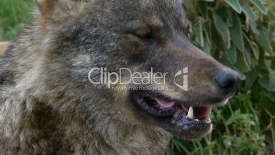 closeup of face wolf iberico