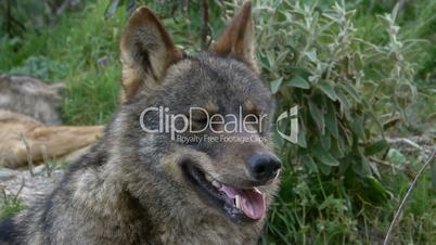 closeup of face wolf iberico