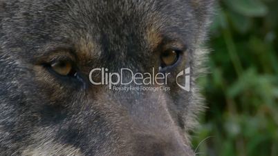 Closeup of the face of the wolf