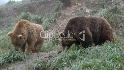 two brown bears.