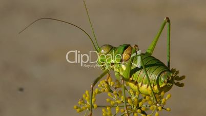 large grasshopper.