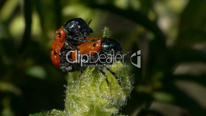 red bugs copulating