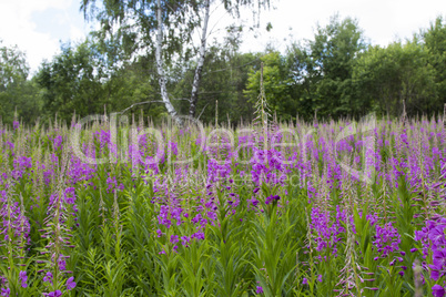 field of lupine