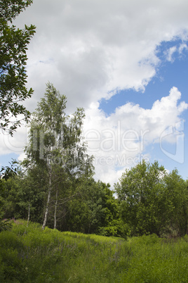 summer landscape