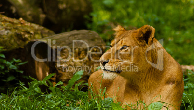 female lion