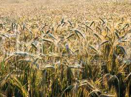 Wheat