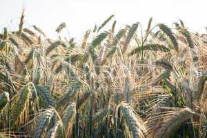 Wheat
