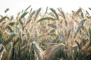 Wheat