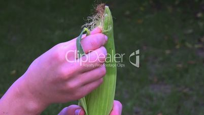 close up of hands peeling a corn cob